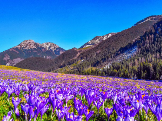 Krokusy w Chochołowskiej + Termy (wyjazd z północy)