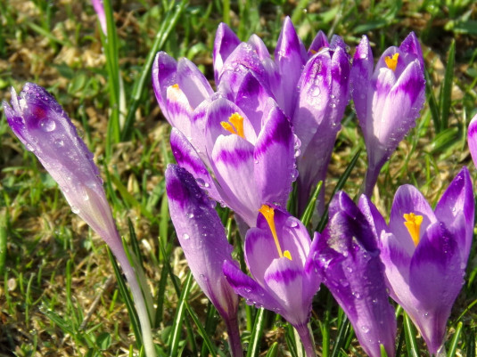 Krokusy w Dolinie Chochołowskiej