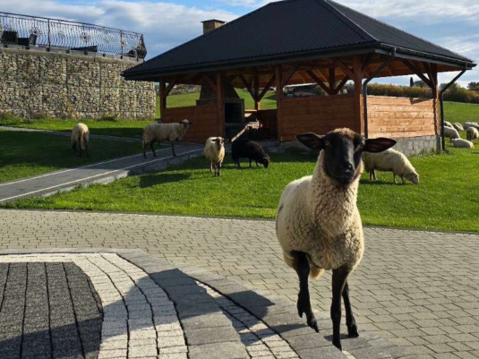 Jesień w Pieninach 🐑 REDYK